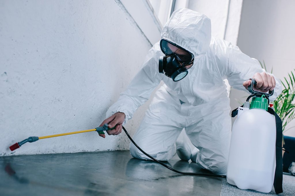 Monsoon-Proof Your Home — 5 Pests to Watch Out For